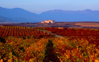 bodega-landaluce-viñedos-bilbaoplan